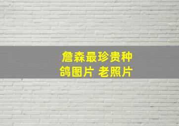 詹森最珍贵种鸽图片 老照片